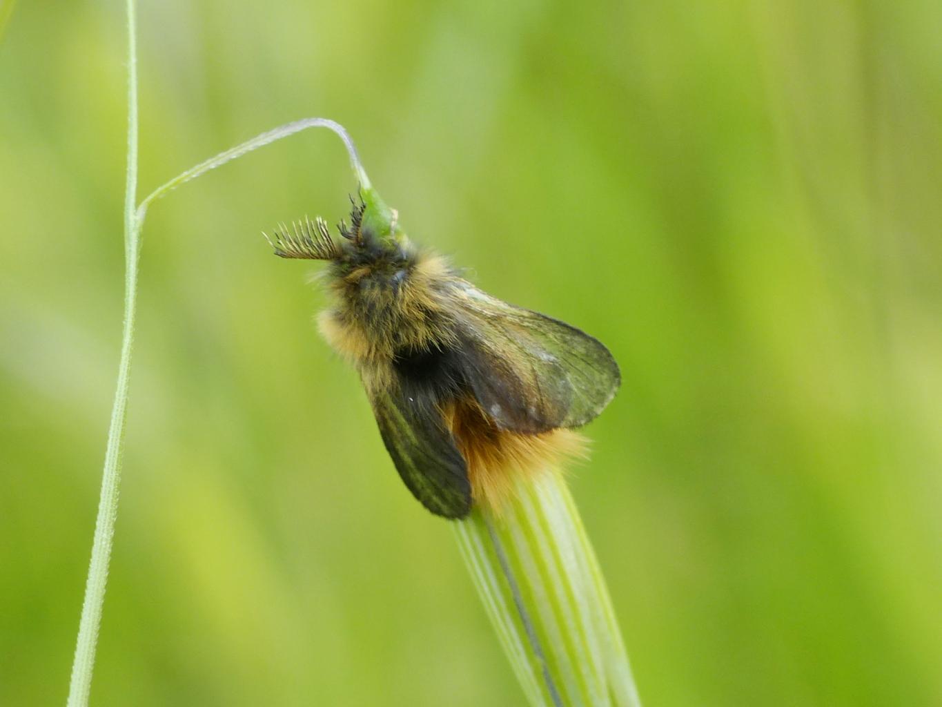 Phalacropterix apiformis